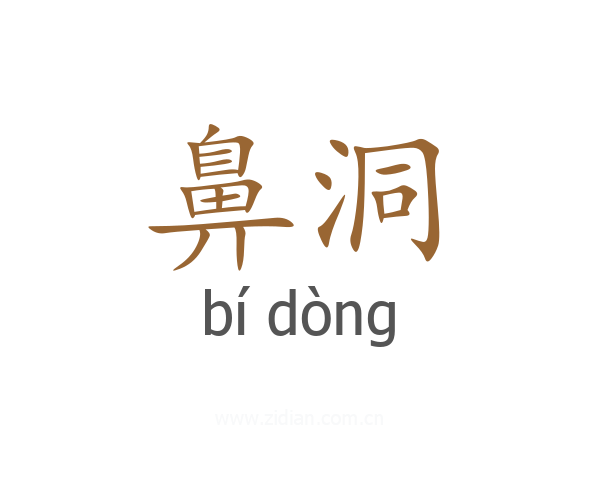鼻洞