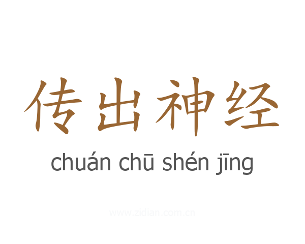 传出神经