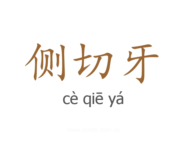 侧切牙