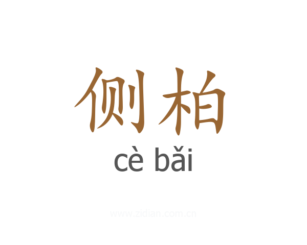侧柏