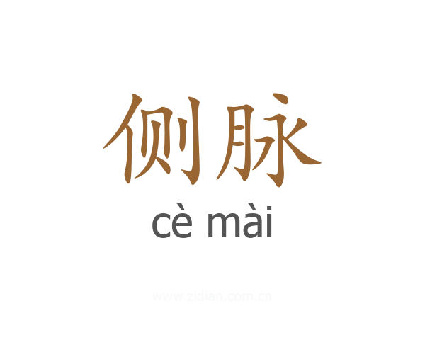 侧脉