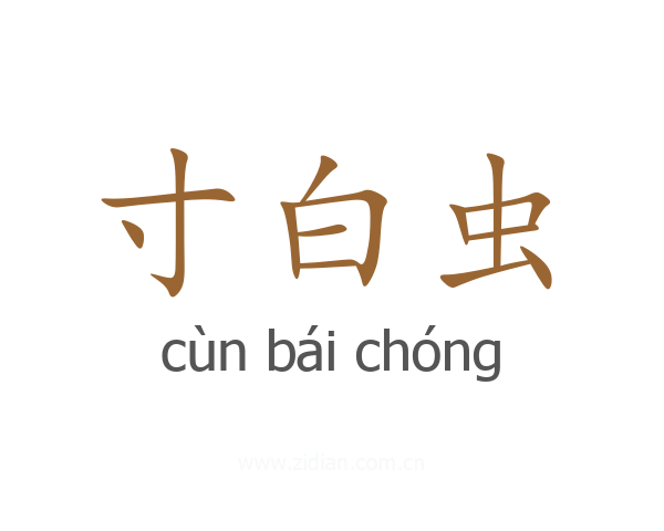 寸白虫