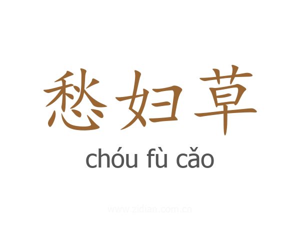 愁妇草