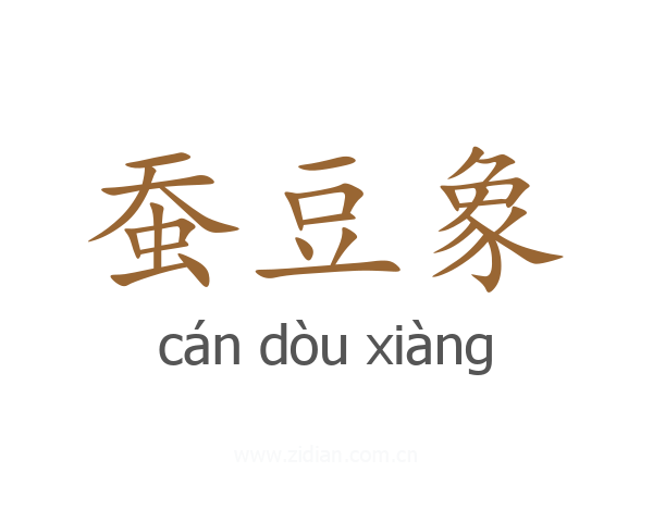 蚕豆象