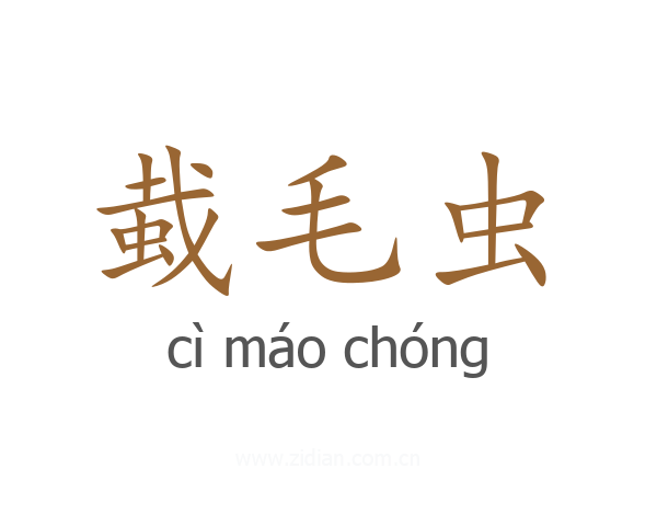 蛓毛虫