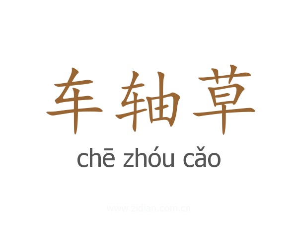 车轴草