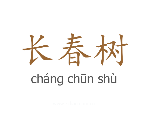 长春树
