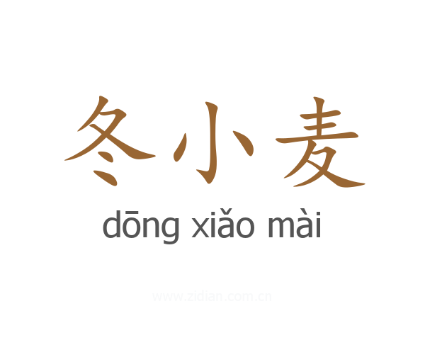 冬小麦