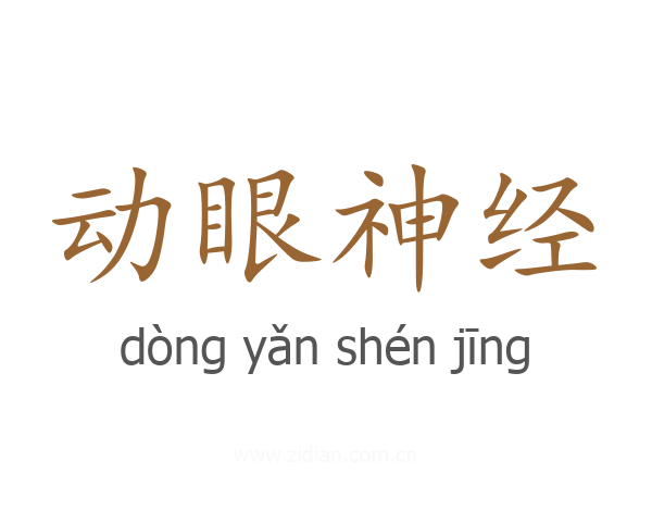 动眼神经