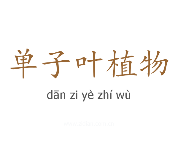 单子叶植物