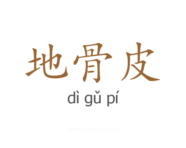 地骨皮