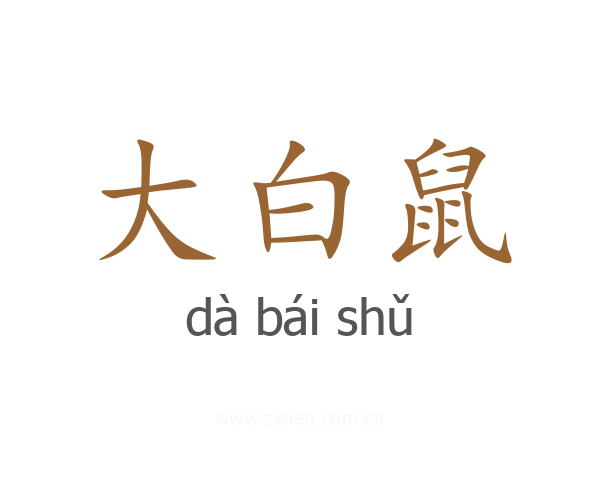 大白鼠