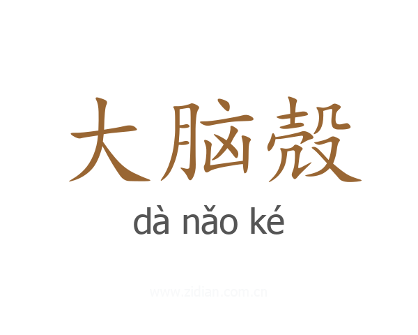大脑殻