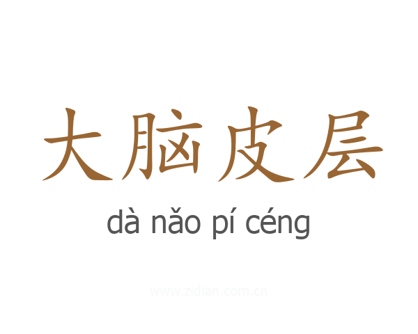 大脑皮层