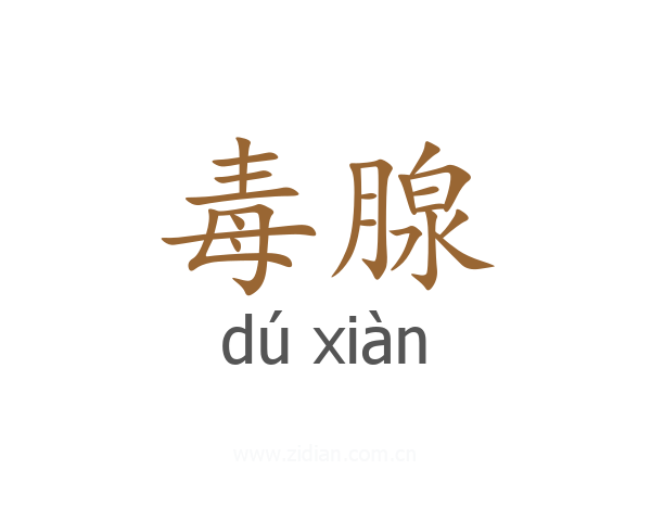 毒腺