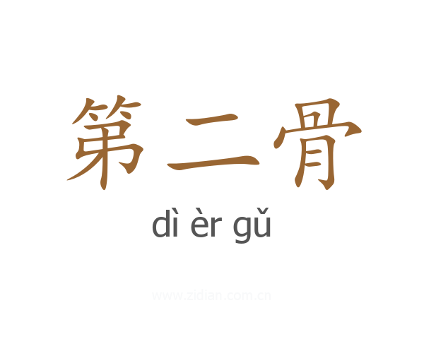 第二骨