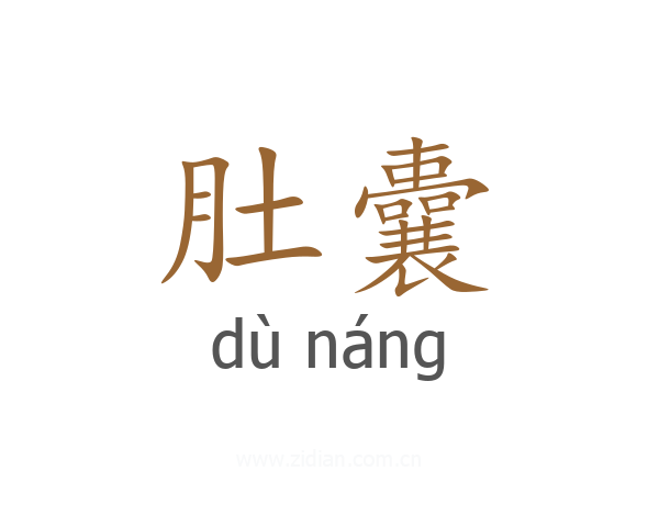 肚囊