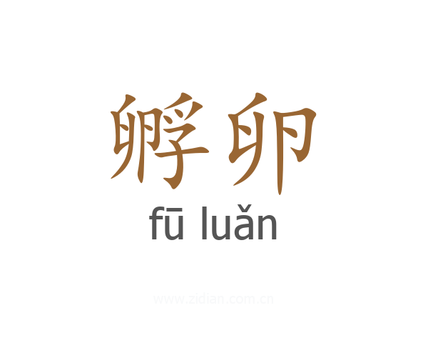 孵卵