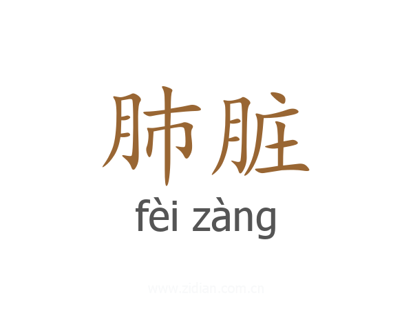 肺脏