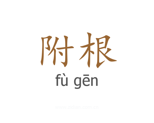 附根