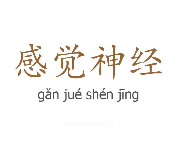感觉神经