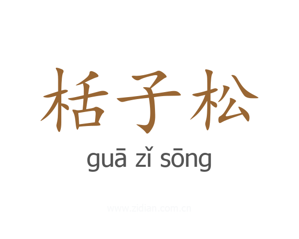 栝子松