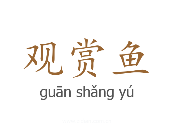 观赏鱼