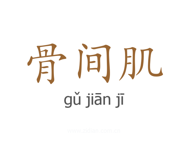 骨间肌