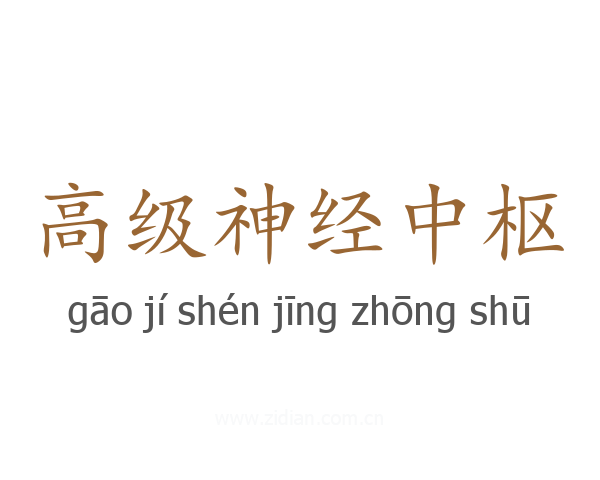 高级神经中枢