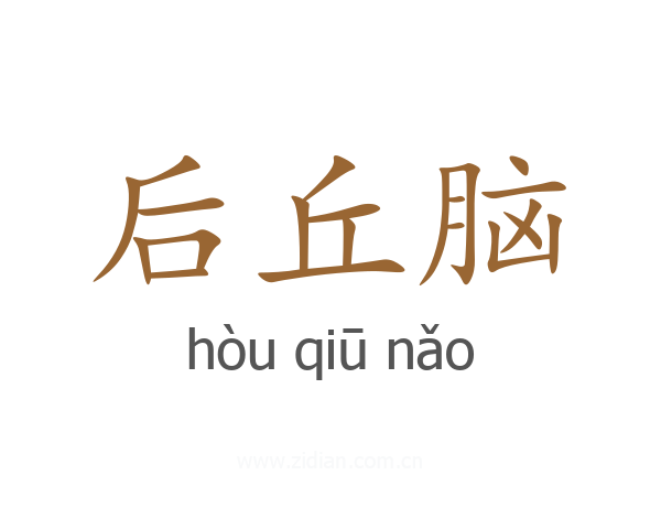 后丘脑