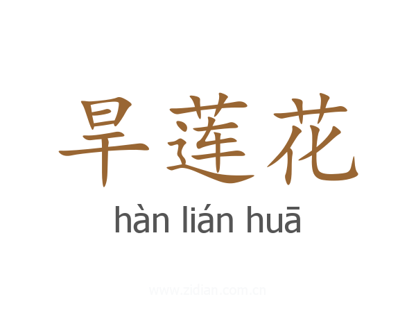 旱莲花