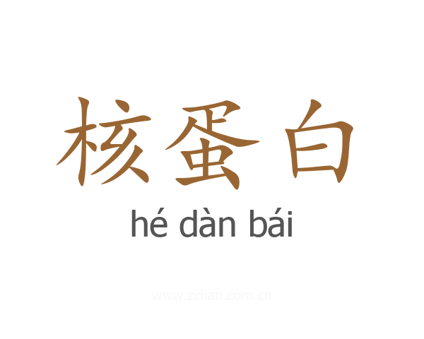 核蛋白