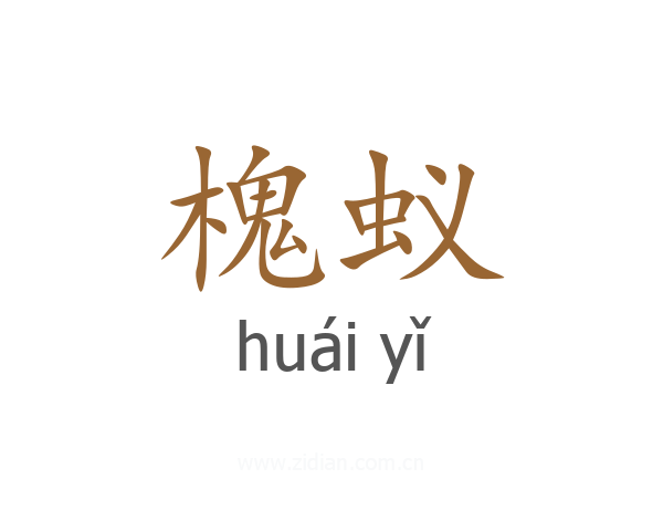 槐蚁
