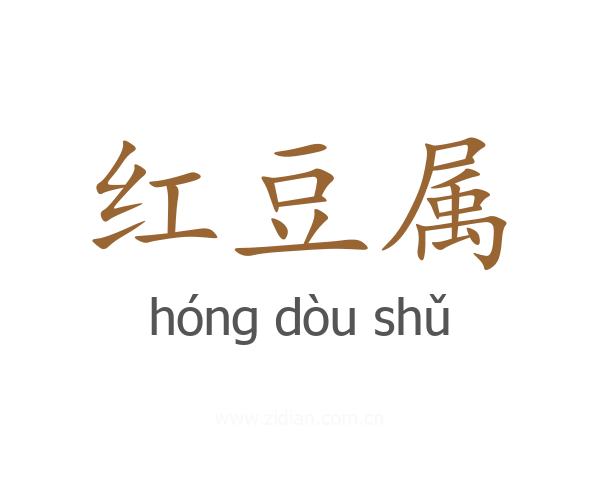 红豆属