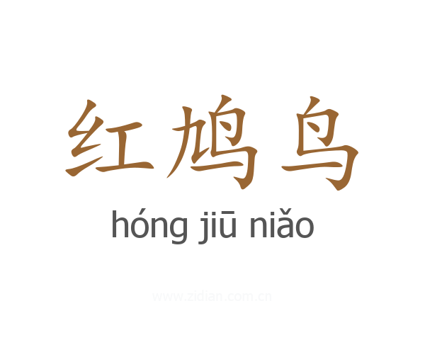 红鸠鸟