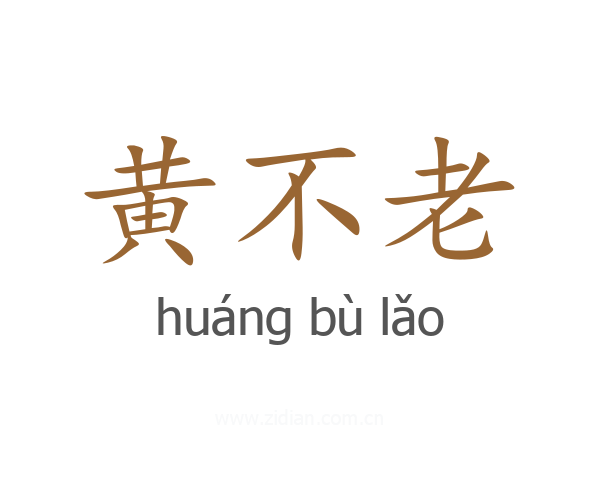 黄不老