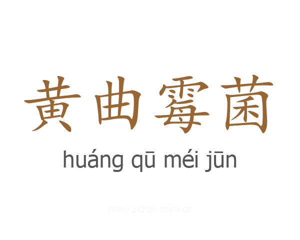 黄曲霉菌