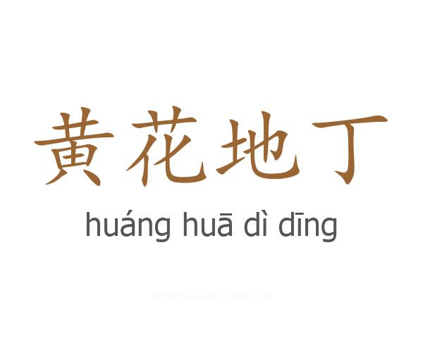 黄花地丁