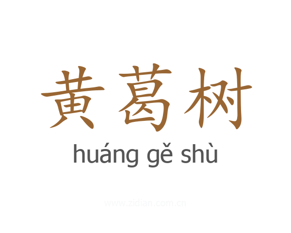黄葛树