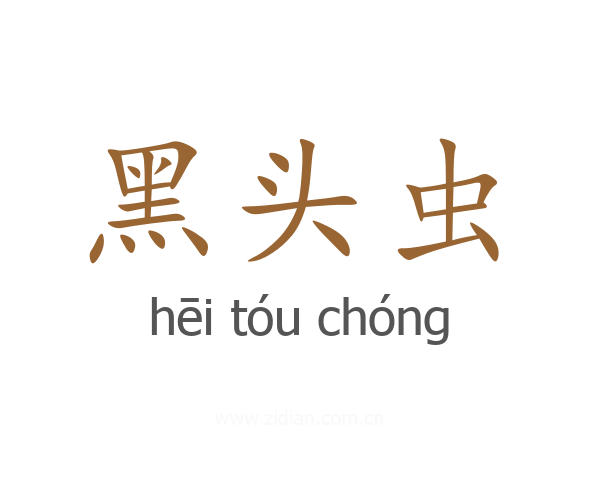 黑头虫