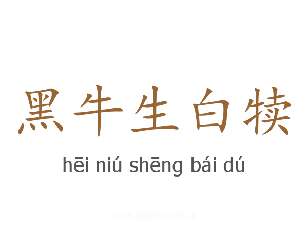 黑牛生白犊