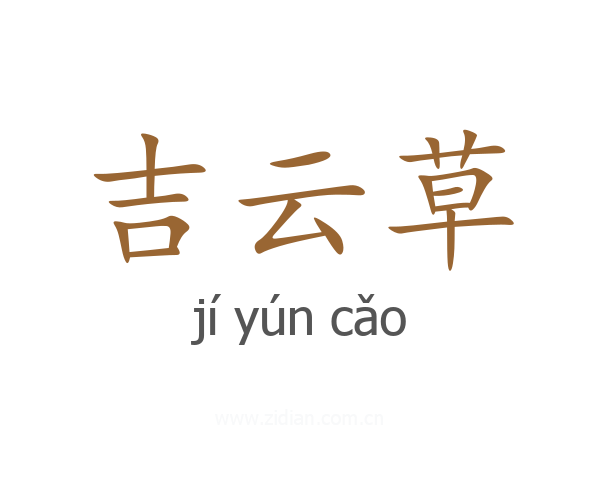 吉云草