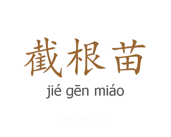 截根苗