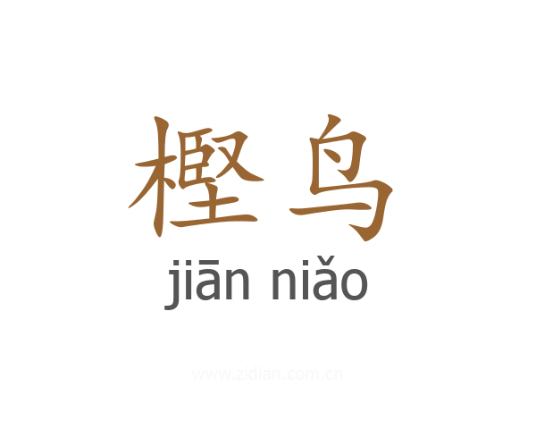 樫鸟