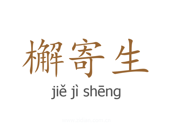 檞寄生