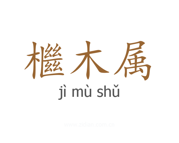 檵木属