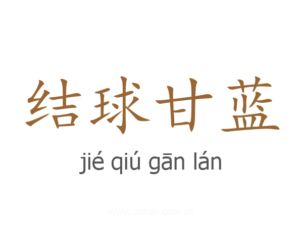 结球甘蓝