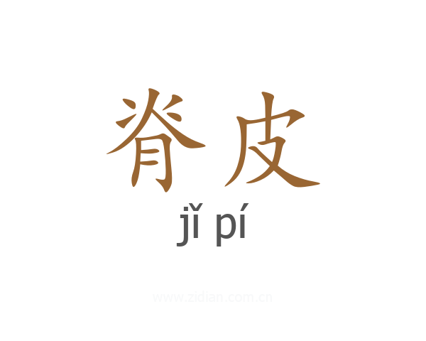 脊皮