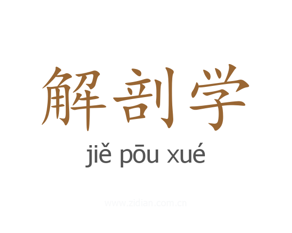 解剖学