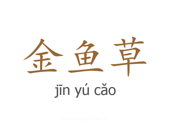 金鱼草